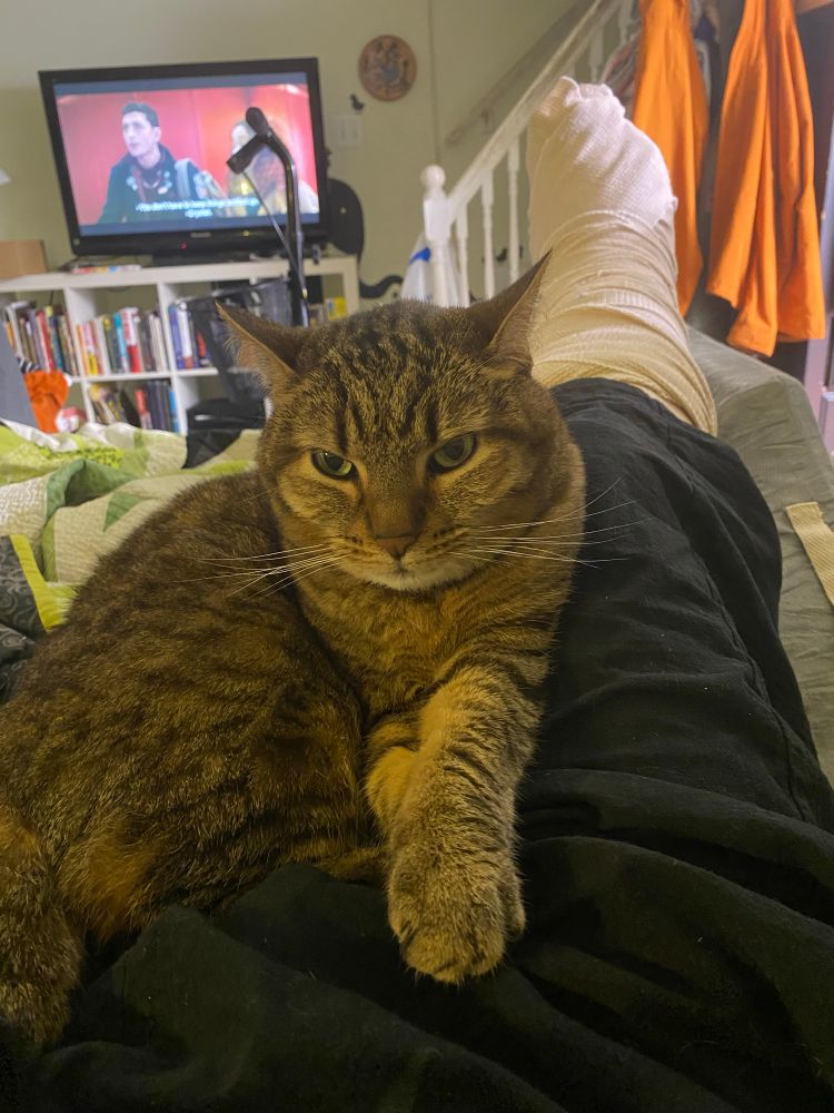 a brown tabby sitting on the lap of a person w their foot elevated in a big ass cast