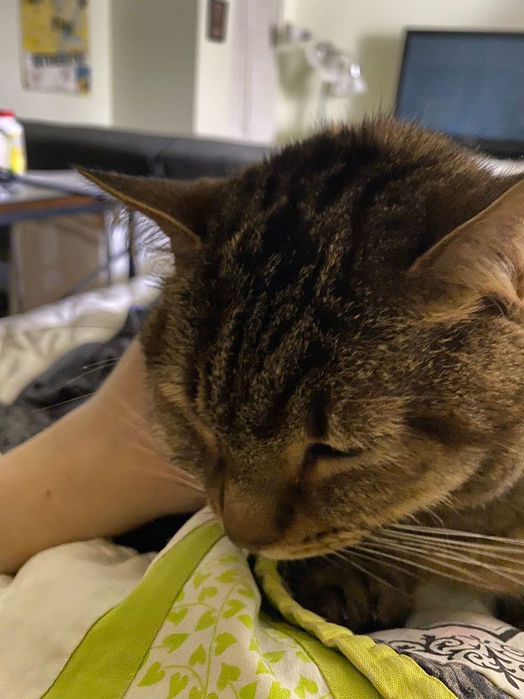 big brown tabby face