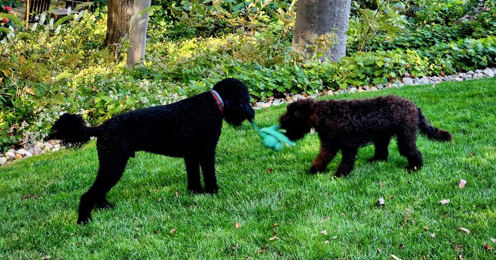 A large black dog and a smaller brown dog are playing tug of war on the grass near some tall trees.