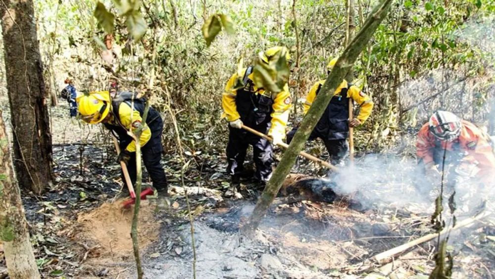 Bomberos venezolanos rescatan 100 especies de fauna silvestre durante incendios en Bolivia