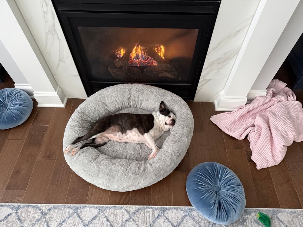 Boston Terrier looking very cozy in her plush bed next to the fireplace