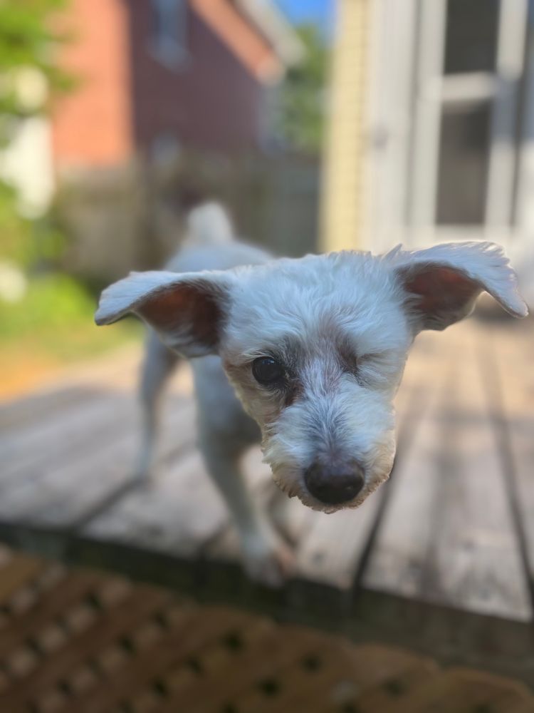 White dog looking cute