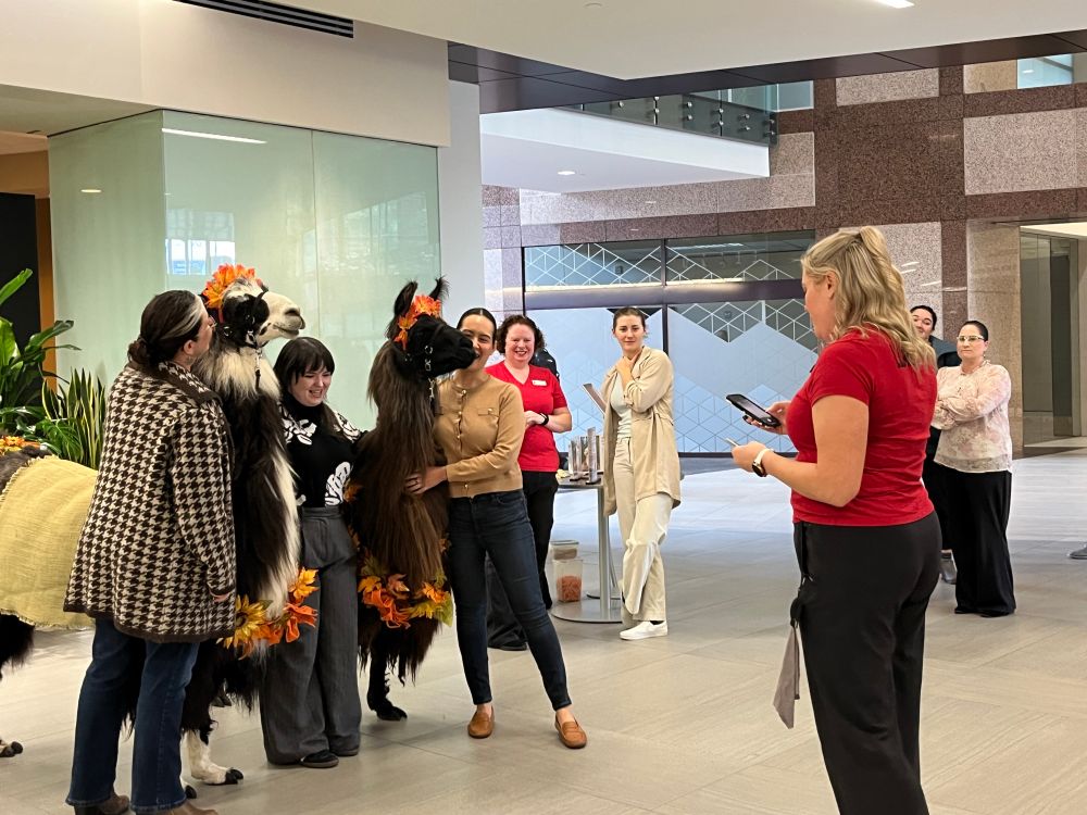 Women getting photographed with two llamas