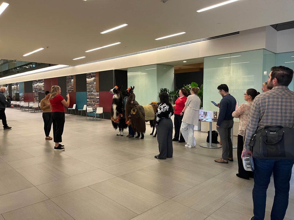 Line for llama photos. Moving fast.