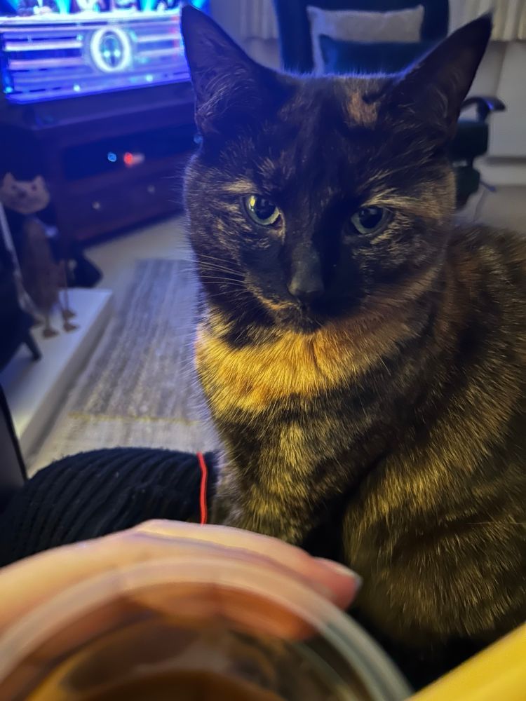 Berry sitting on my knee as close as she can to the chocolate pudding I’m holding and LOOKING at me 