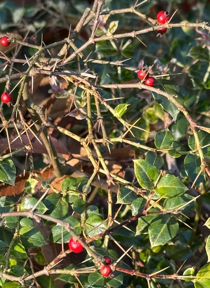 アリオドシ　アカネ科　果実は液果で直径 5 - 6 mmの球形。冬に赤く熟し、先端に萼が残る。果実は翌年の花期まで木に残るものもある。wikipediaから