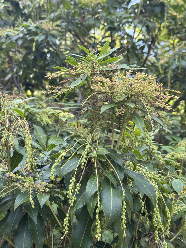 アシビ　ツツジ科　花期は早春から晩春（3 - 5月）。早春になると枝先に10 cmほどの房になった円錐花序を垂らし、白い壷状の花を多数咲かせる。花は長さ5 - 6 mmほど。雄蕊は10本で、2個の角を持ち毛深い。果期は秋（9 - 11月）。果実は直径5 - 6 mmの偏球形で、秋に熟す。実や葉は有毒である。　wikipediaから