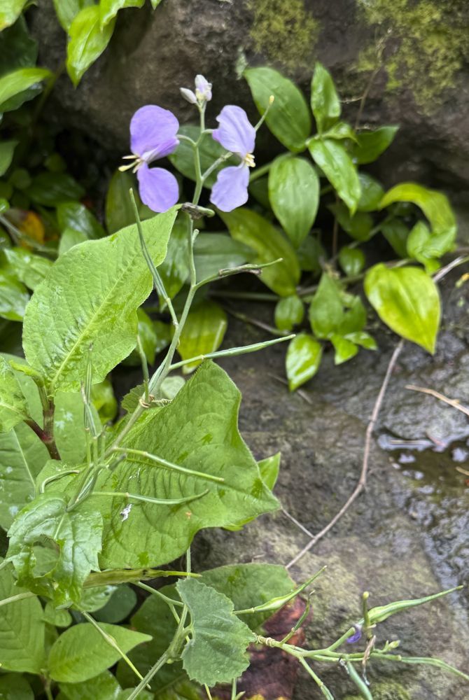 セリバヒエンソウ　キンポウゲ科　中国からの帰化植物　漢字で書くと”芹葉飛燕草”　淡紫色の花が横から見るとツバメが飛んでいるように見えるとのことからこの名前となる。