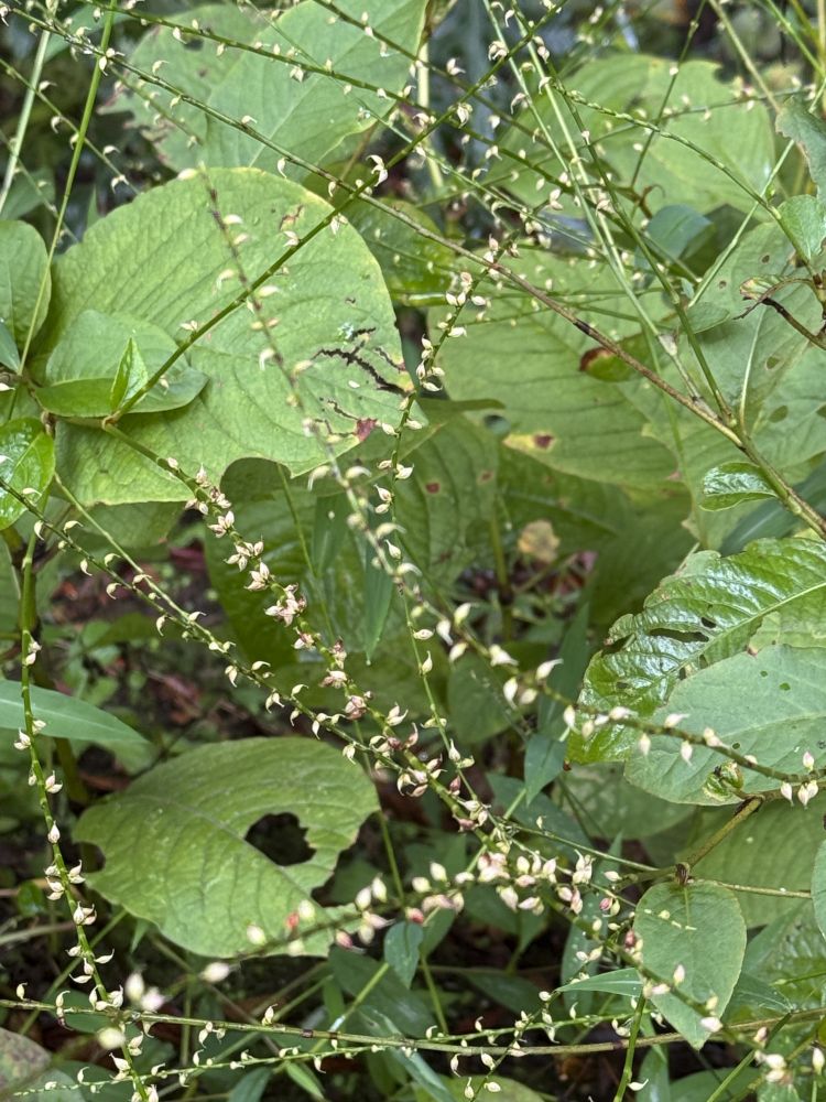 ギンミズヒキ　タデ科　ミズヒキは上から見ると紅く下から見ると白いことから、水引になぞらえたが、花茎はミズヒキのように赤みを帯びない。花被全体が白色のものをいう。特に珍しいものではなく、ミズヒキと同様の環境でよく見られる。花被は4裂し長さ2-3mmの卵形。雄しべは5個、ときに4個。花柱は先が2裂し細長くかぎ状に曲がり、残存する。