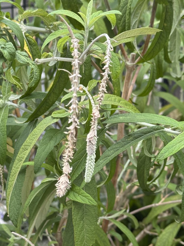 ロストリンキュラ　シソ科　枝の先から小さなラベンダーピンクの花穂が垂れ下がって咲きます。　”３６５花撰”から