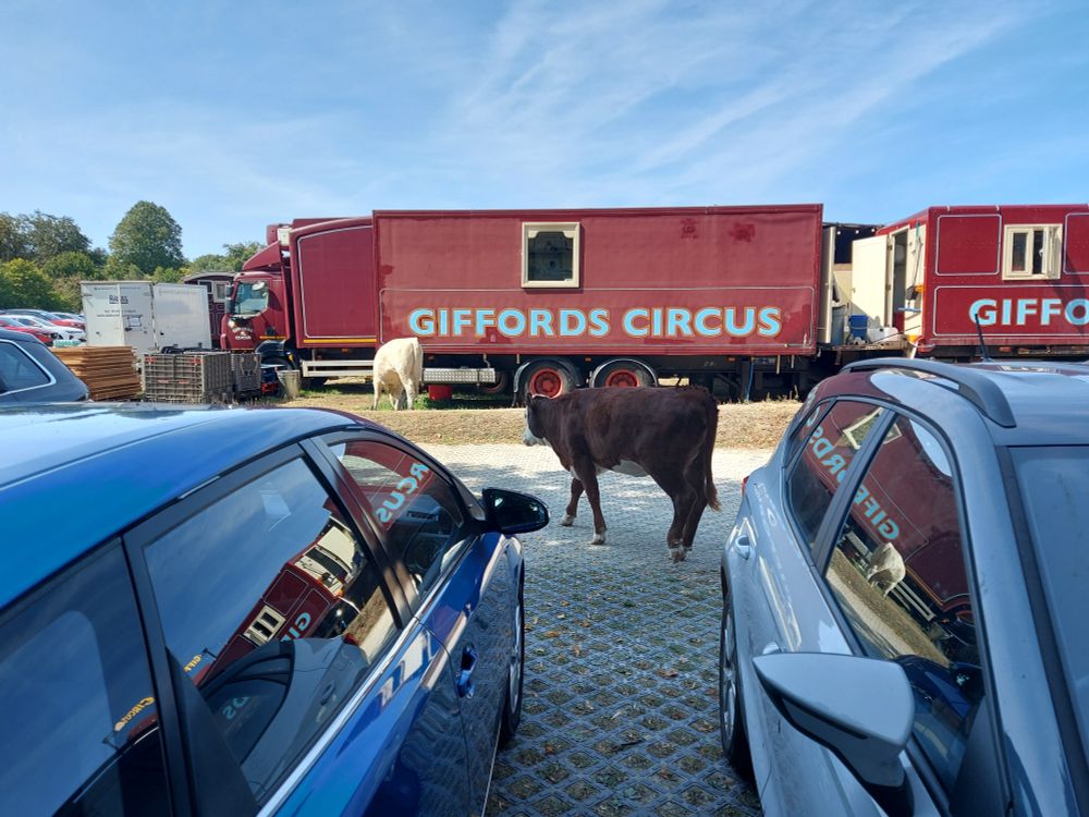 Giffords Circus trucks are lined up beneath a blue sky. A couple of cows have turned up in the car park to see what's going on.