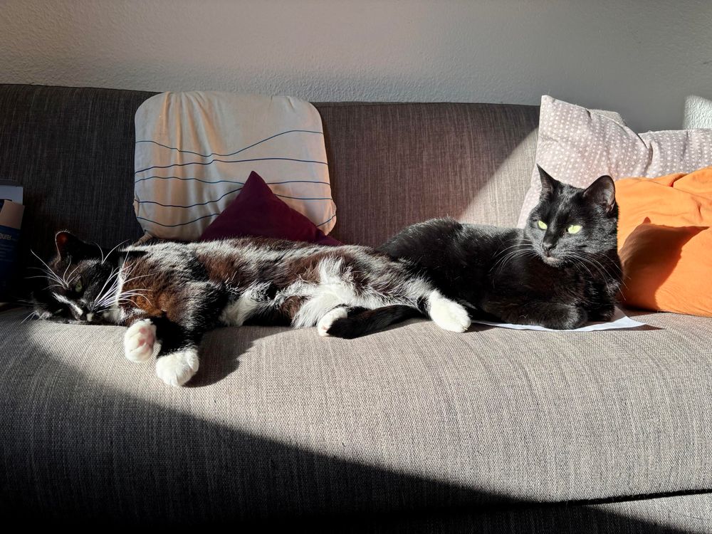 Two cats are lounging on a couch in the sun. One is a black and white cat laying on her side with her eyes closed, while the other is a solid black cat sitting and looking towards the window.