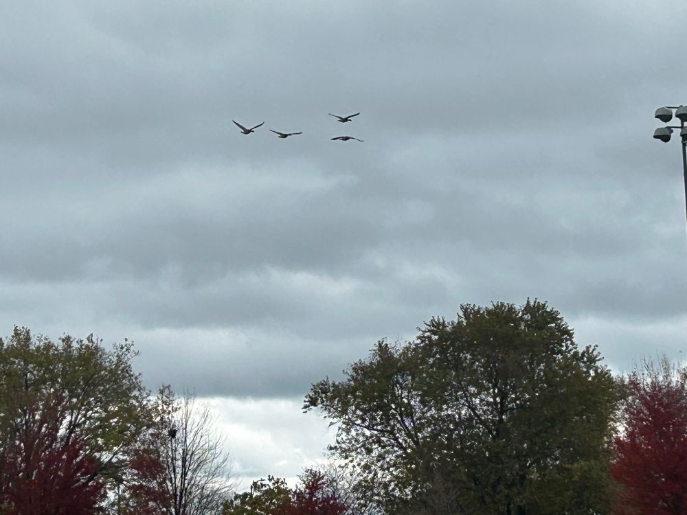Geese flying against a cloudy sky