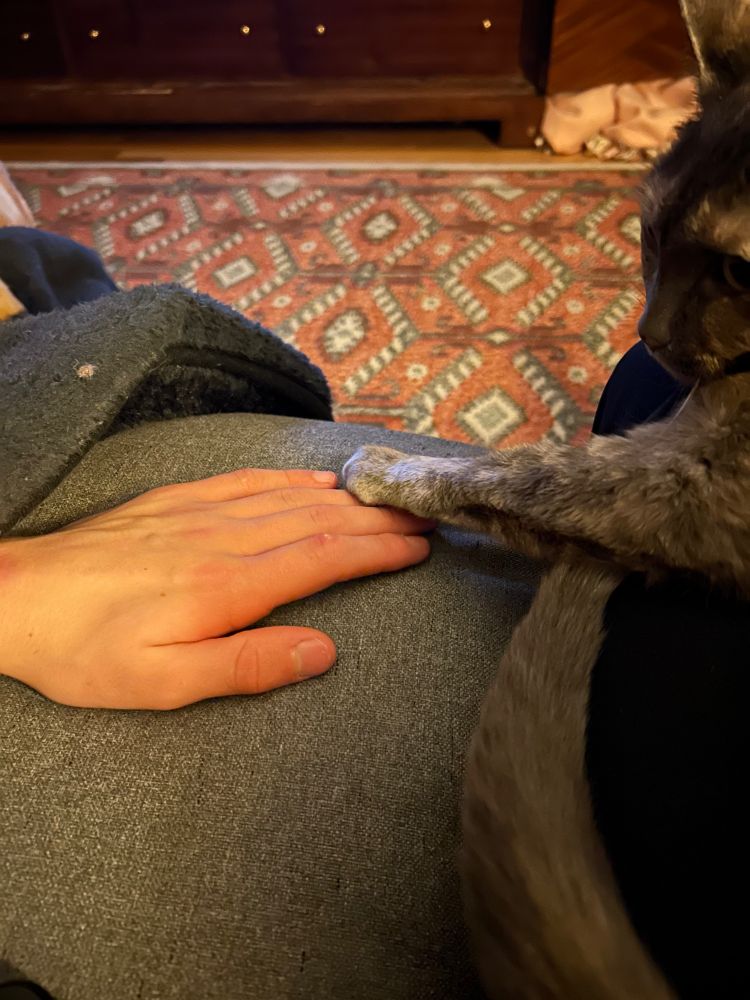 Cat paw on a boy’s hand