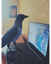 a crow responding snarkily to your snarky ass post