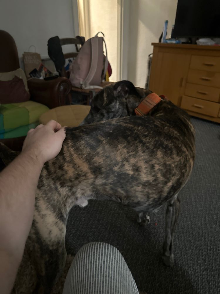 my dog, presenting his arse and being scratched 