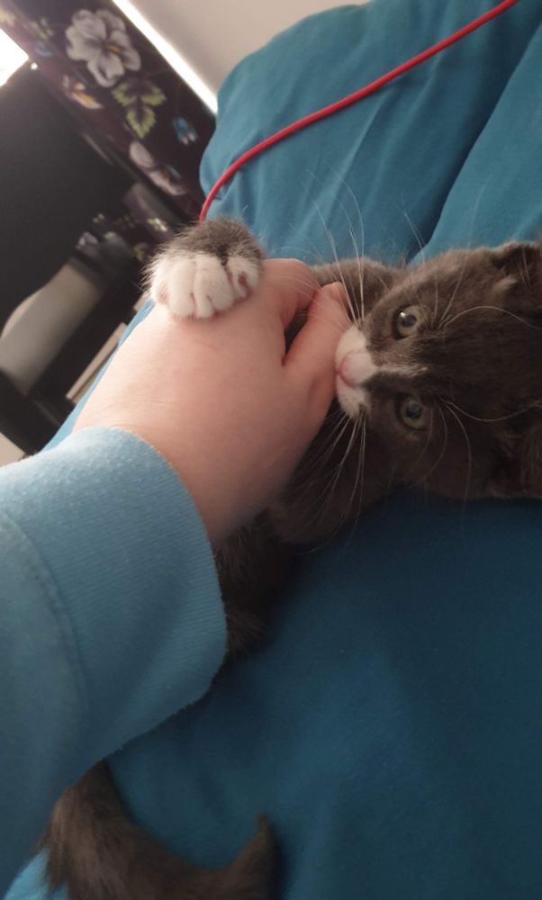 Small grey and white kitten laying on their back, gripping my hand with their paw and playfully biting my thumb. 