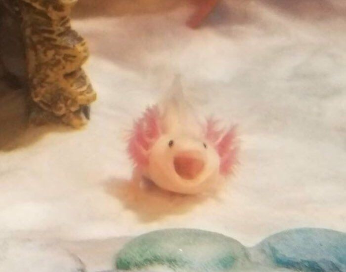 delighted axolotl