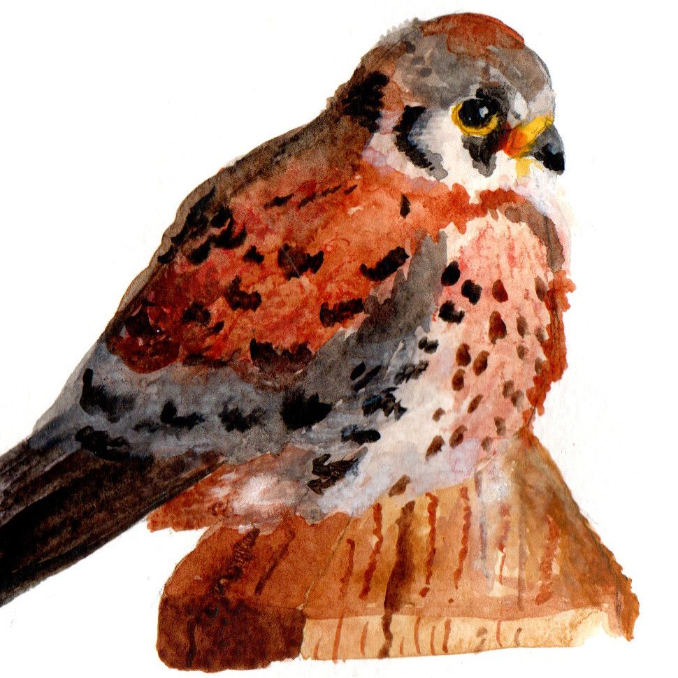 American Kestrel
Reference: https://www.reddit.com/r/birding/comments/1i5u32h/if_youre_cold_theyre_cold_bring_them_inside/