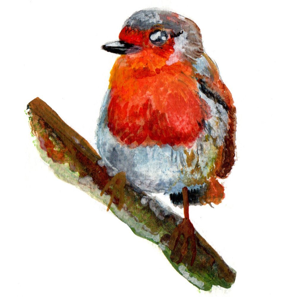 Robin
Reference: https://www.reddit.com/r/birding/comments/1gfk6m7/robin_in_rain_ireland/