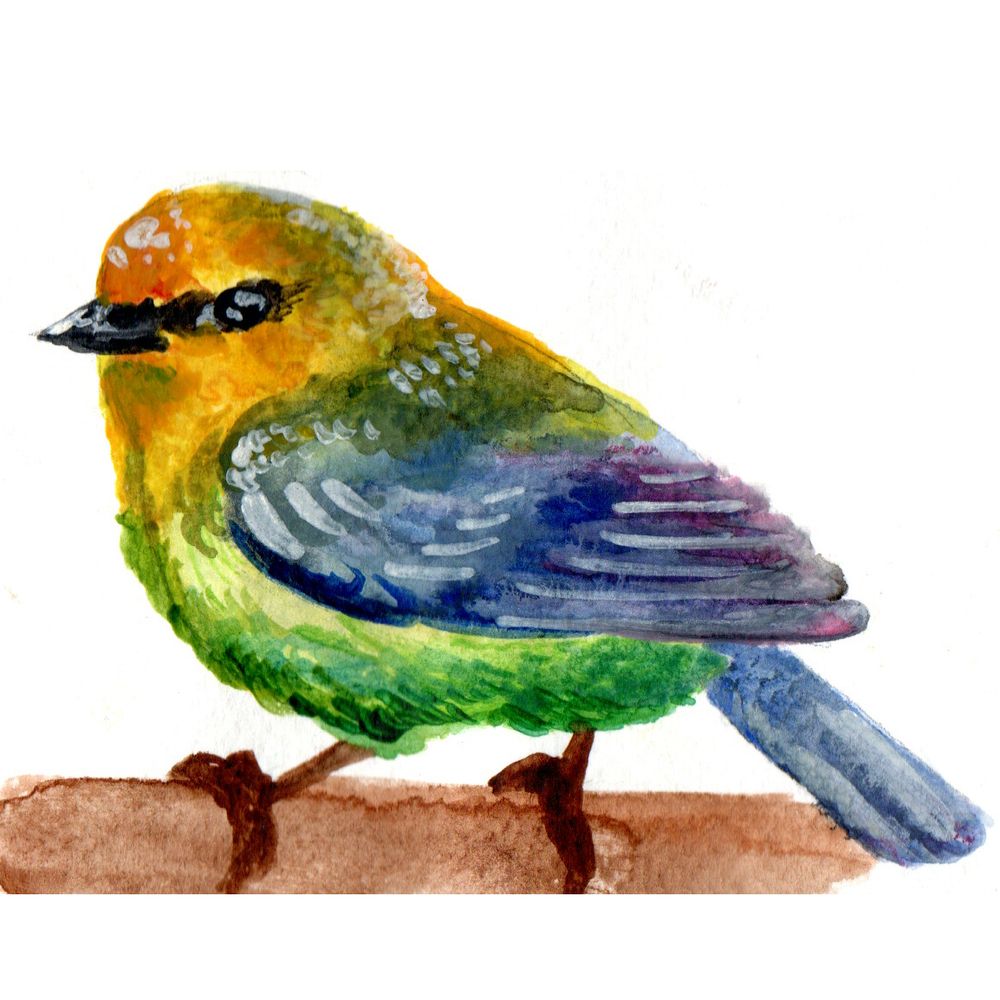 Warbler
Reference: https://www.reddit.com/r/birding/comments/1kglwh8/some_warbler_shots_from_this_migration_so_far/