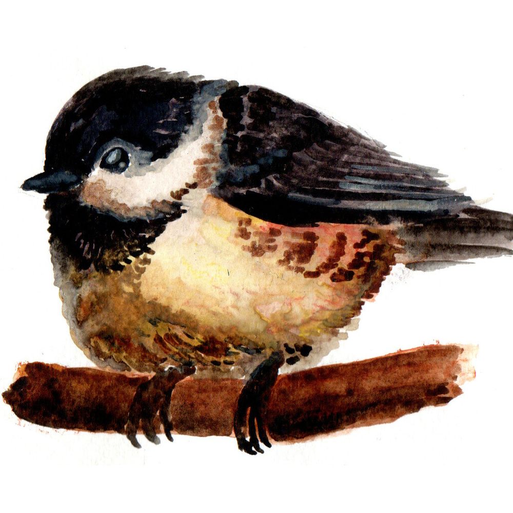 Chickadee
Reference: https://www.reddit.com/r/birding/comments/1k6ic1m/i_swear_this_little_guy_was_posing_for_me/
