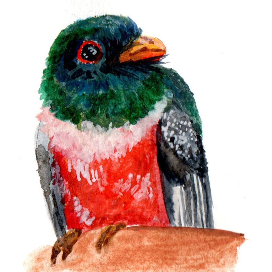 Trogon
Reference: https://www.reddit.com/r/birding/comments/1kdftof/my_best_moment_as_a_birder_so_far/