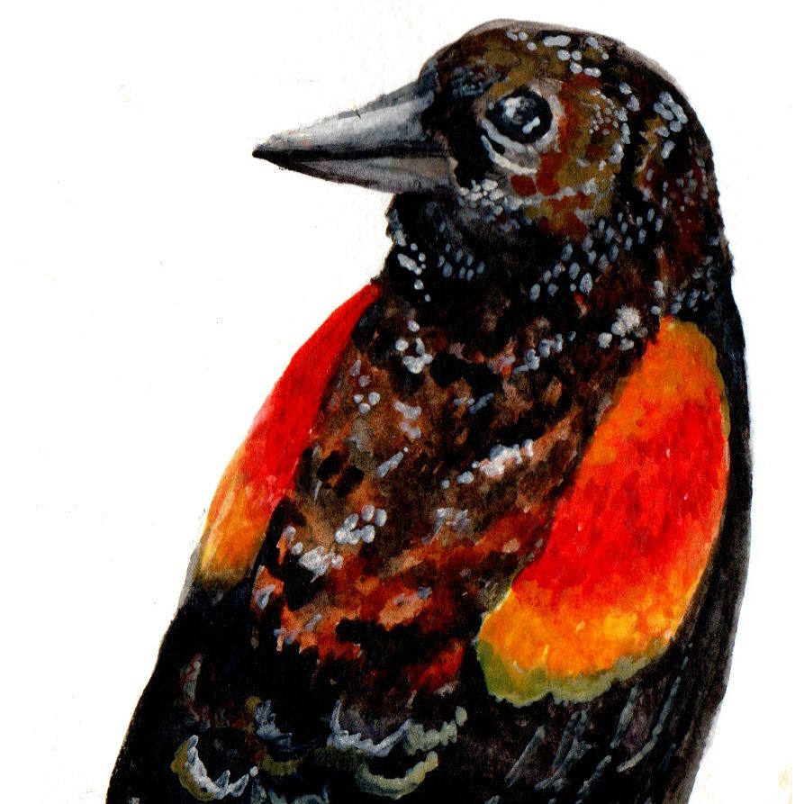 Red-Winged Blackbird
Reference: https://www.reddit.com/r/birding/comments/11k1opm/redwinged_blackbird_showing_off_full_colors/