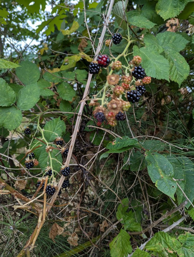 A bunch of black berries fresh on a wild bush 