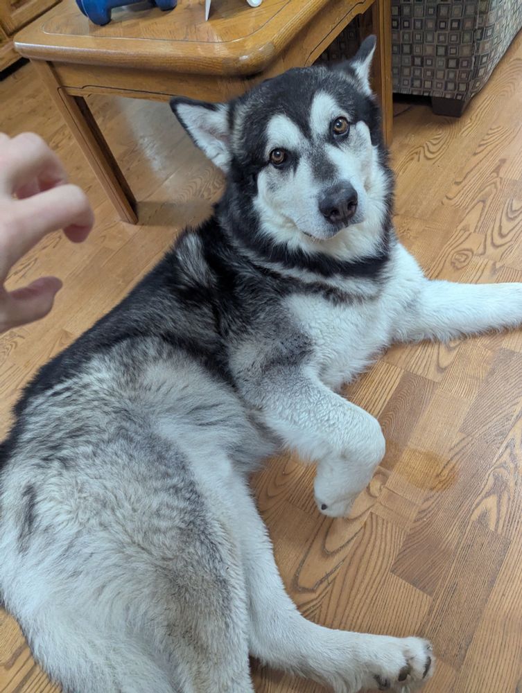 My dog lying on the floor looking for a tummy rub. My hand is off to the side in a claw like form.