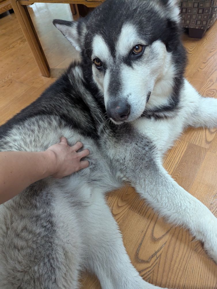 My hand deep into his fur rubbing his stomach.