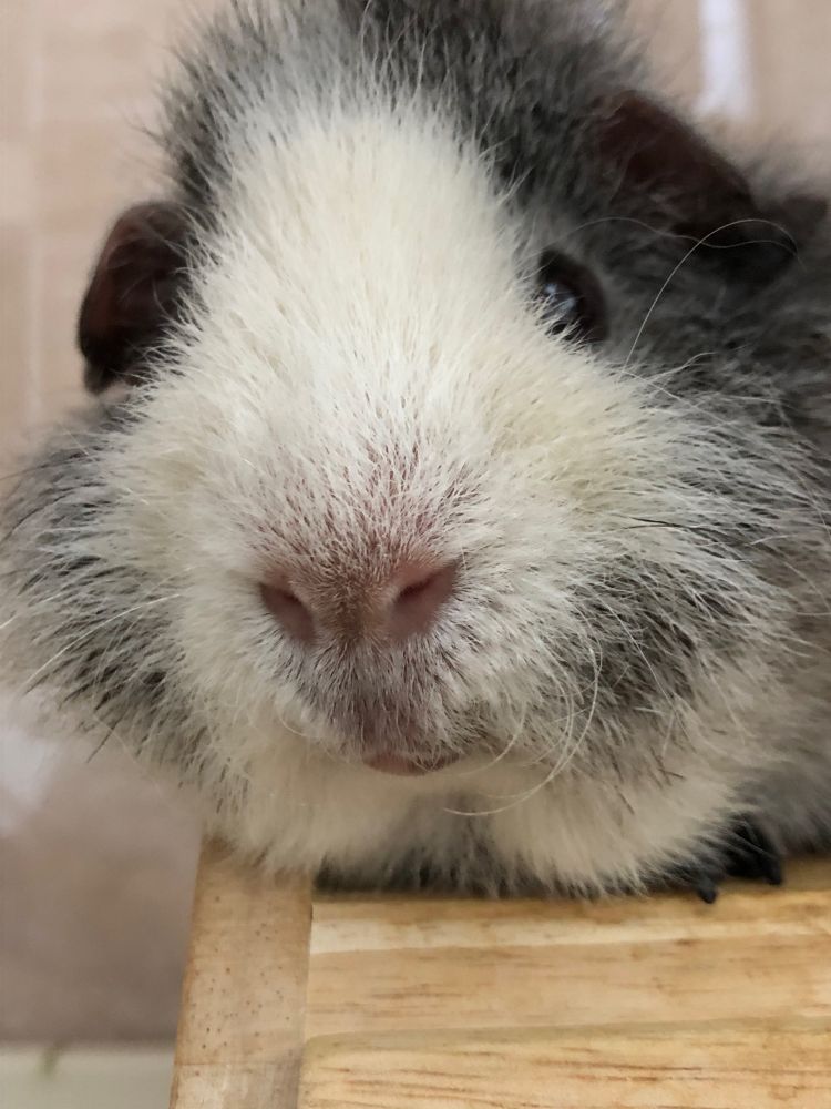 モルモットのらら