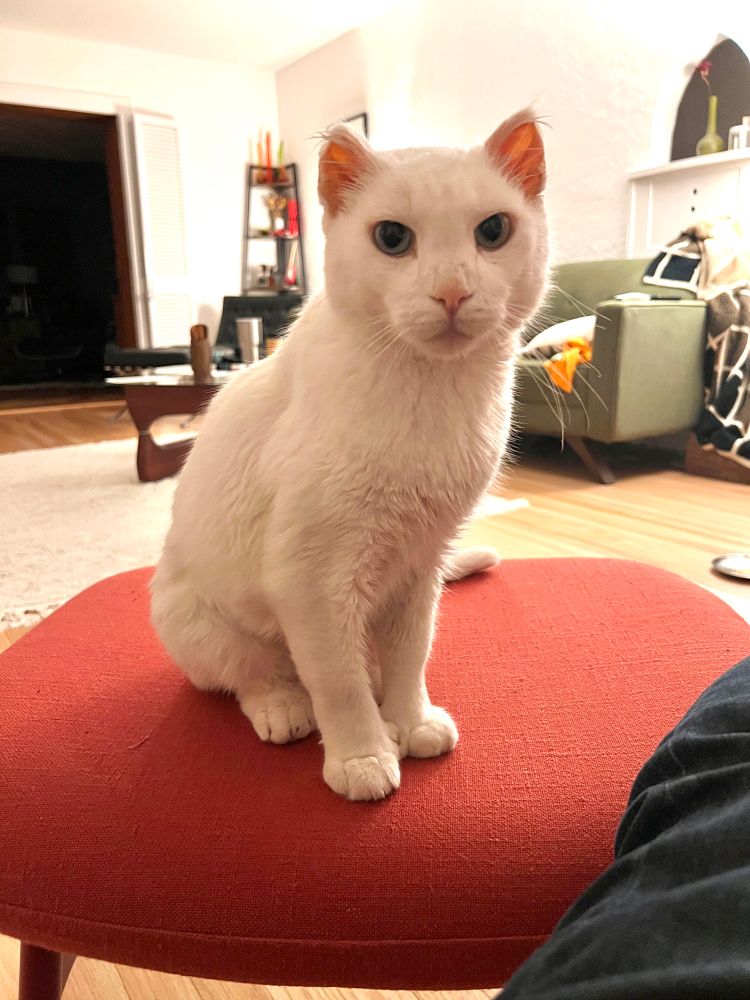 White cat sits on a red ottoman looking at the camera, not looking nearly as sick as he’s been for the last week.  This is Fred and he’s my very good buddy. 