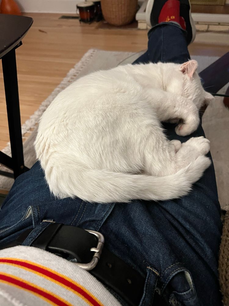 Sleepy kitty on my lap, now with his paw over his eyes. 