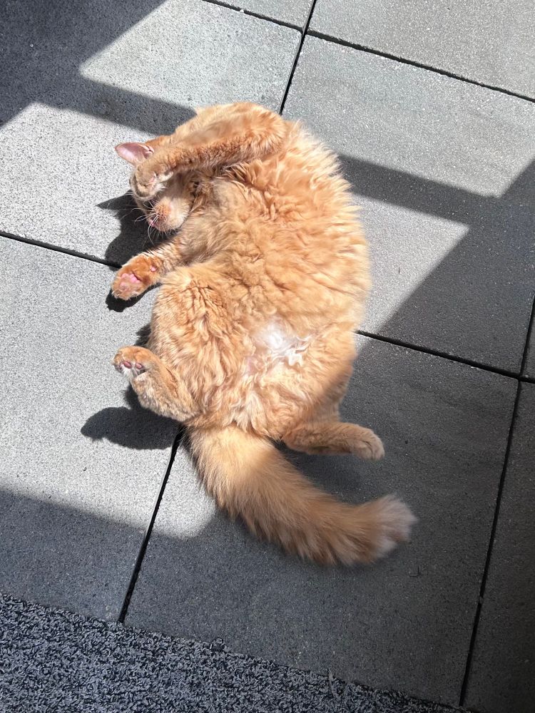 A large orange cat lounges on his back in the sunlight. His tummy fur is thick and curly, and he’s happy as a cat in sunlight.