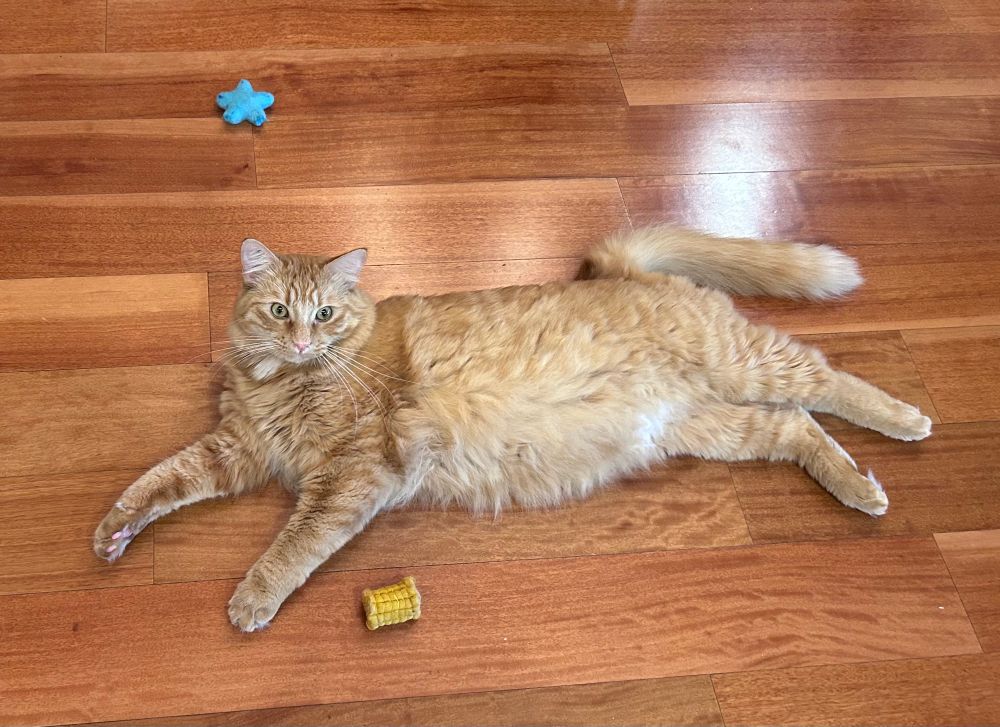 A large orange tabby cat lies on his side on a hardwood floor, his head up and looking directly at the viewer. A cat toy shaped like a piece of corn on the cob lies near his front paws. His whole attitude and posture seem relaxed and content.