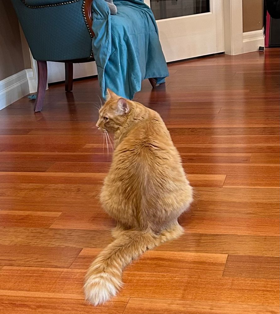 A very large orange cat is seated on a hardwood floor, his back to the viewer. His head is turned to the side, and his expression, in profile, is indeed a bit grumpy.
