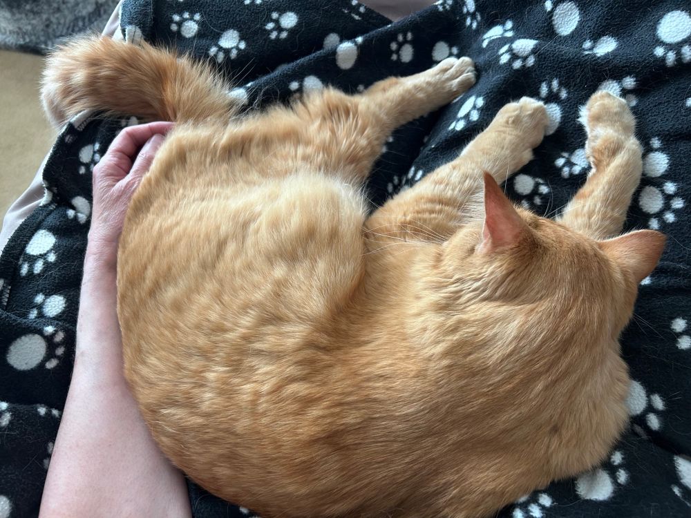 An orange tabby lies curled up against
its human on a fleece blanket that is black with white paw prints. The human’s arm and hand is curled around the kitty. The picture is one of contentment. 