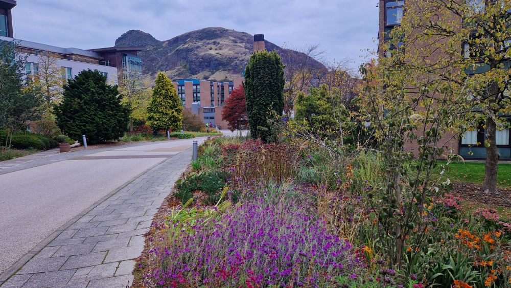 Landscape shot of flowers and buildings in front of a large hill. 