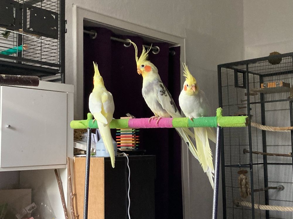 Drei Nymphensittiche auf einer bunt umwickelten Stange