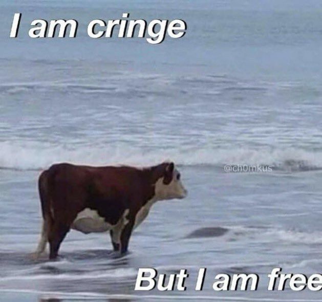 A cow standing in the sea, with the overlaid text "I am cringe, but I am free". 
