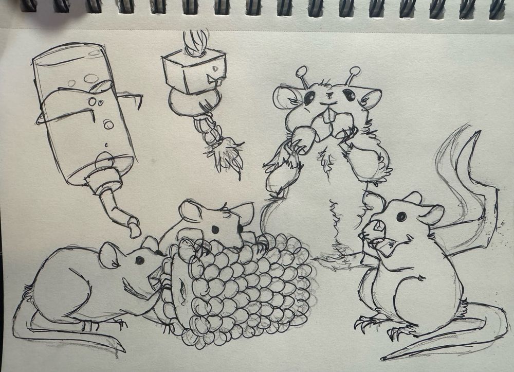 A pencil and ink sketch of four rats, one larger with antennas, munching on a short corn on the cob. Behind them are a water bottle for rodents and a rope and wood block toy.