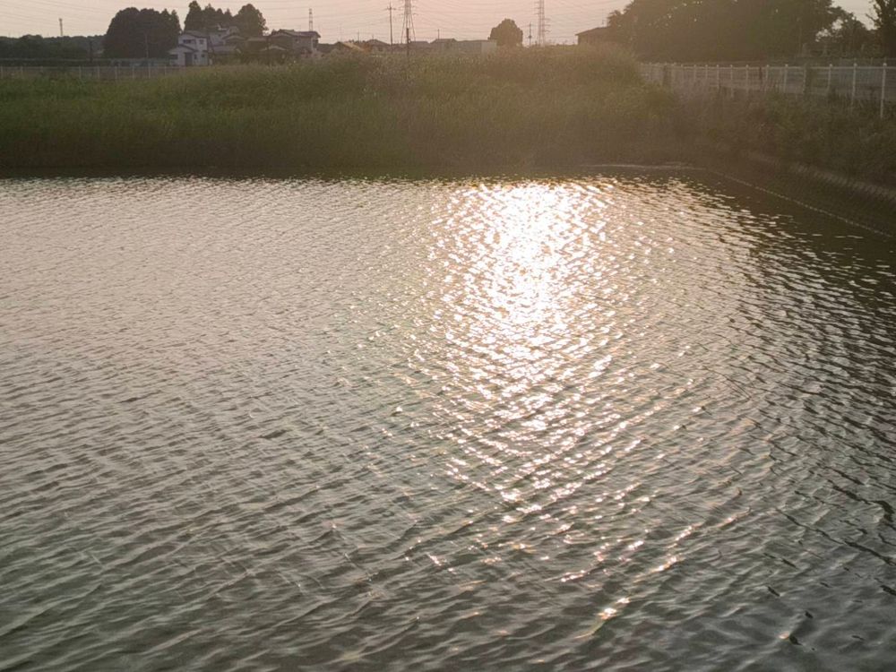 夕日に照らされた水面。