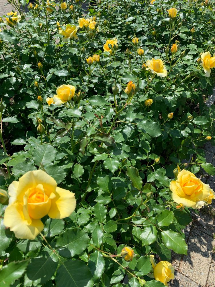 濃い緑の葉の中に鮮やかな黄色いバラの花が咲いている。つぼみも多く見られる。