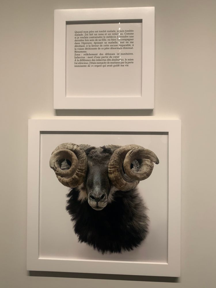 ソフィ・カル「サイレント心臓発作」
上にフランス語の文章が書かれた額、下に目が角で隠れたバッファローの絵の額