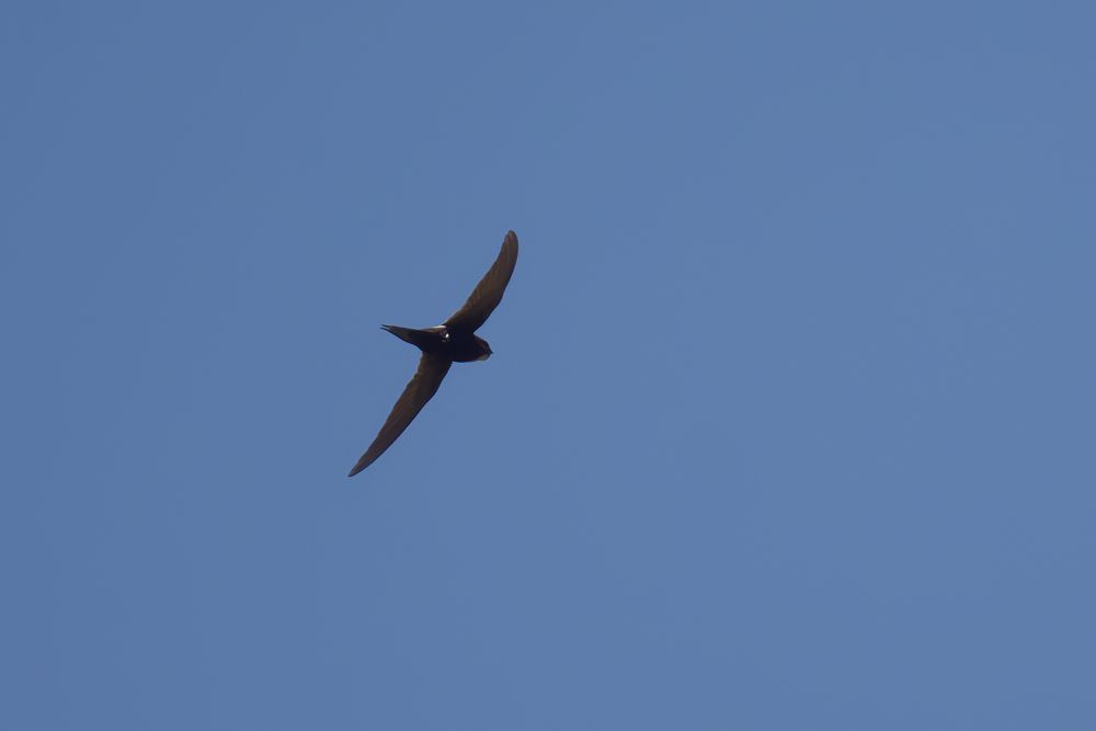 White-rumped swift