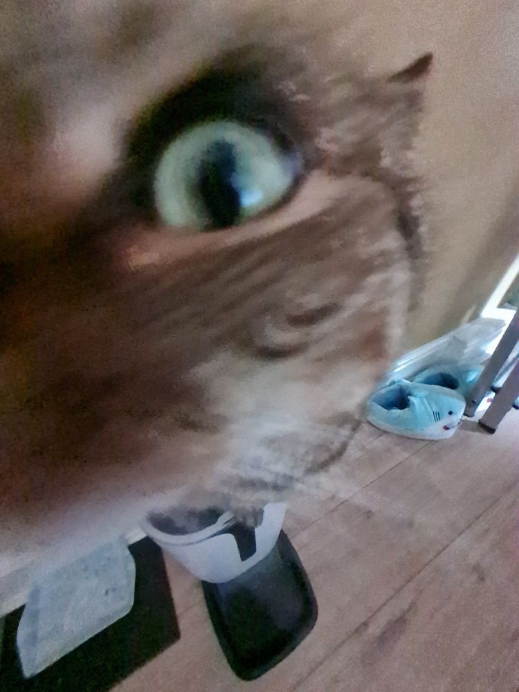 cat sniffing camera