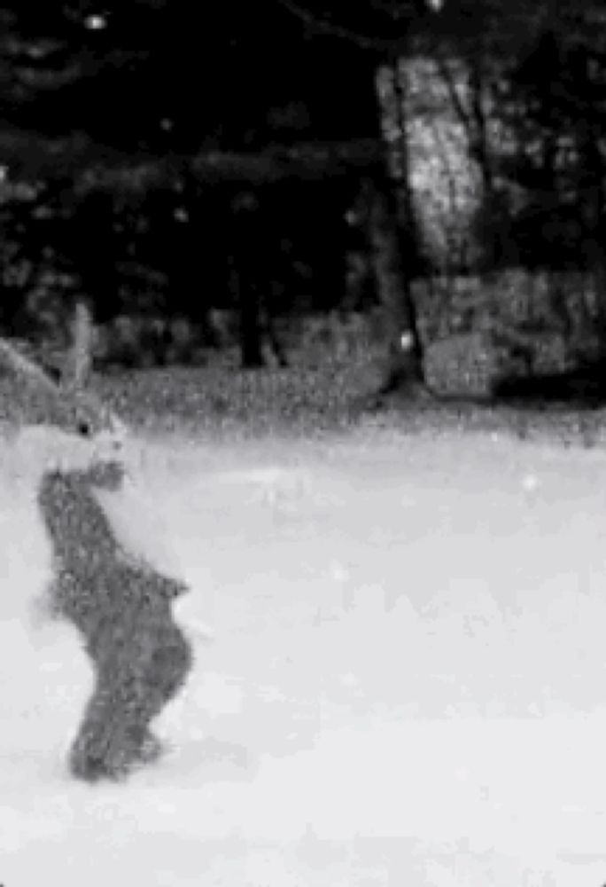 a black and white photo of a bunny rabbit standing in the snow .