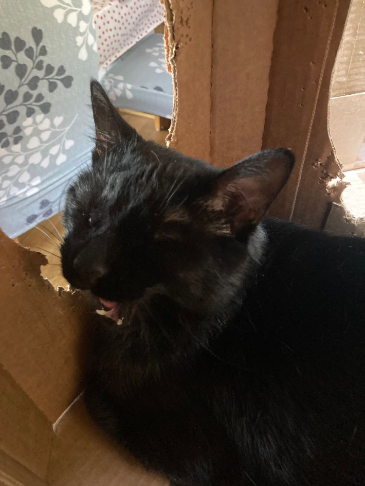 Cat snoozing in a box