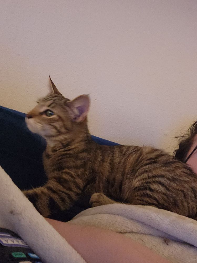 A photo of a brown tabby kitten.